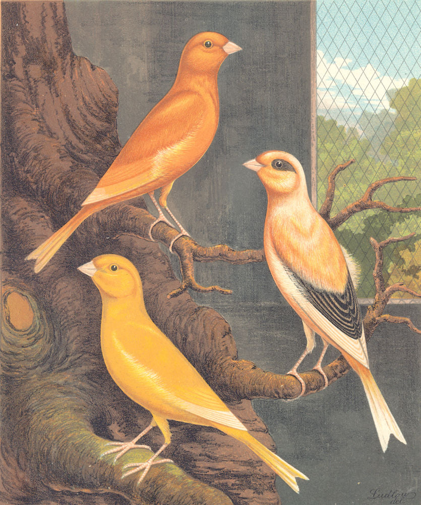 NORWICH CANARIES.Clear Yellow(Cayenne-Fed);Evenly-Marked Buff;.Blakston 1880